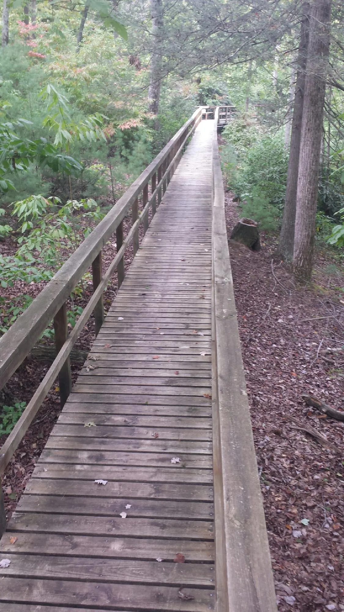 Long wood walkway with handrails built through the woods in Palmer
